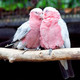 Photo of two galahs