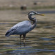 Photo of a heron