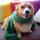 Photo of a dog wearing a scarf