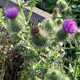 Photo of a Scottish thistle