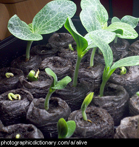 Photo of seeds sprouting