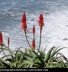 Photo of some aloe vera plants by the sea