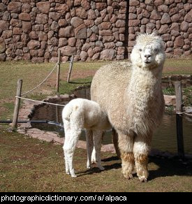 Photo of alpacas