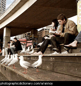 Photo of annoying seagulls