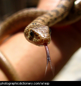 Photo of a snake