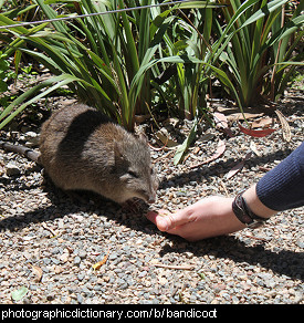 Photo of a bandicoot