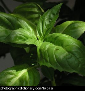 Photo of basil.