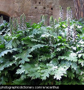 Photo of acanthus mollis