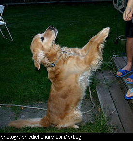 Dog  begging for food