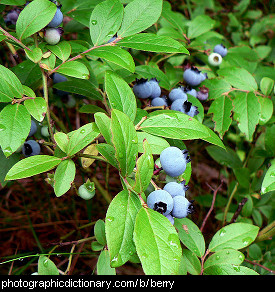 Photo of blueberries