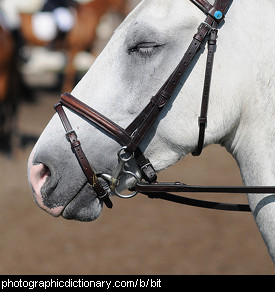 Photo of a horses bit