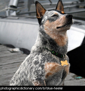 Photo of a blue heeler