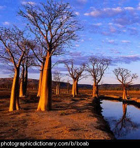 Photo of boab trees