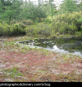 Photo of a bog