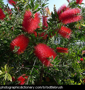 Photo of bottlebrush flowers