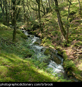 Photo of a brook