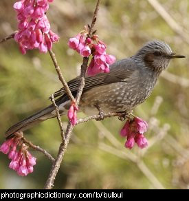 Photo of a bulbul