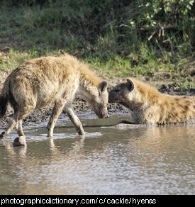 Photo of a group of hyenas