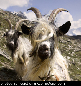 Photo of a goat