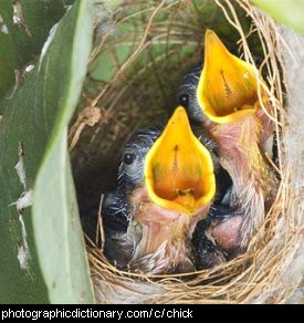 Photo of baby chicks