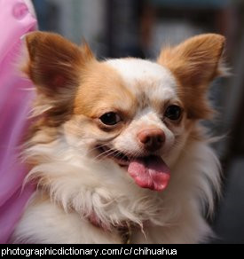 Photo of a chihuahua