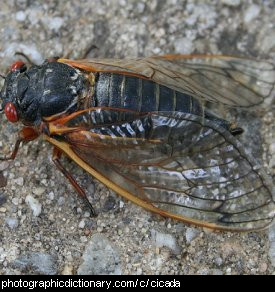 Photo of a cicada