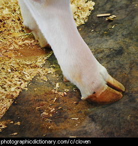 Photo of a cloven hoof