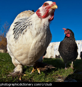 Photo of a chicken.