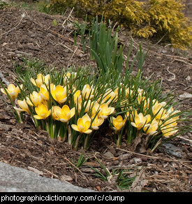 Photo of a clump of flowers