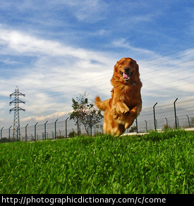 Photo of a dog coming when called