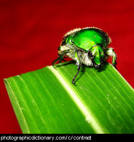 Photo of a green bug on a red background