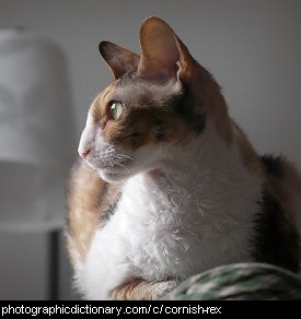 Photo of a cornish rex cat