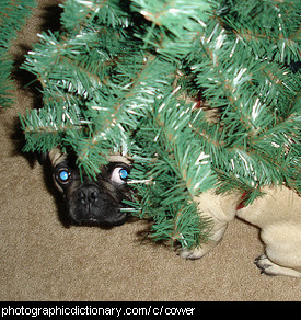 Photo of a cowering dog