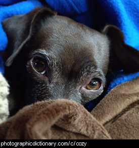 Photo of a cozy dog