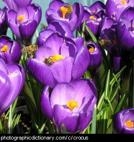 Photo of crocus flowers