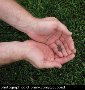 Photo of cupped hands