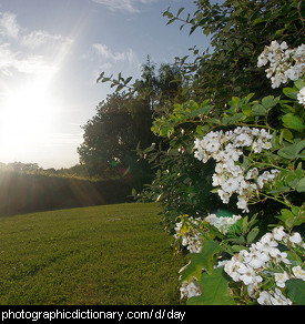 Photo of flowers in the sunshine