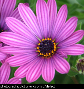 Photo of a flower with a damaged petal