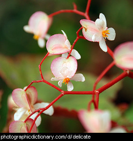 Photo of delicate flowers