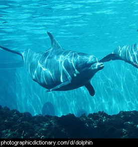 Photo of a dolphin.