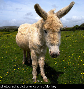 Photo of a donkey