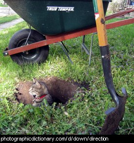 Photo of a cat down a hole