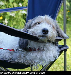 Photo of a dog dozing