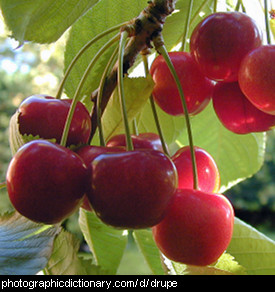 Photo of cherries