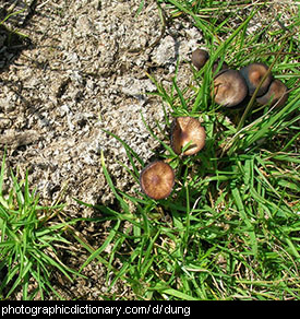 Photo of cow dung