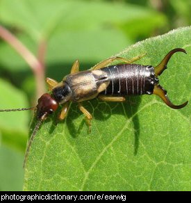 Photo of an earwig