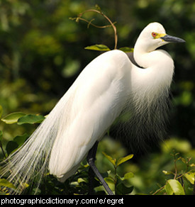 Photo of an egret.