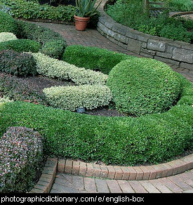 Photo of English box or boxwood