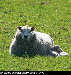 Photo of a ewe and lamb.