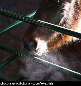 Photo of a pony exhaling